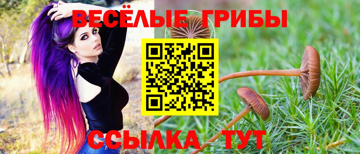 Галлюциногенные грибы Psilocybine cubensis Камышин